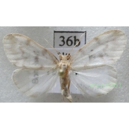 Nudaria mundana (Linnaeus, 1761) Czech36b
